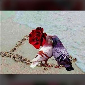 Meet your Posher, Basam